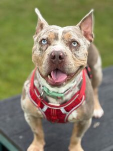 Pet Image